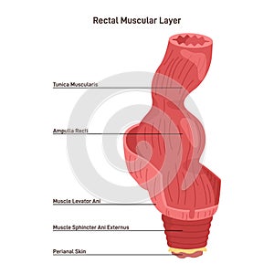 Rectum muscular strucutre. Perineal area skin, anal canal and sphincter photo