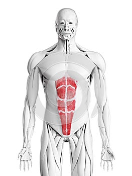 The rectus abdominis