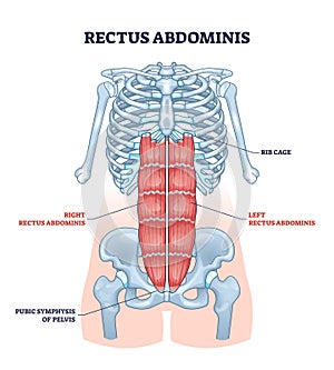 Rectus abdominis or abdominal abs muscular system anatomy outline diagram