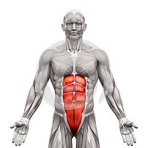 Rectus Abdominis - Abdominal Muscles - Anatomy Muscles isolated