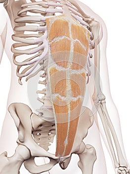 The rectus abdominis