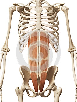 The rectus abdominis