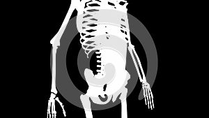Rectus abdominis muscles on skeleton