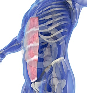 Rectus Abdominus, stomach muscles, human anatomy. photo