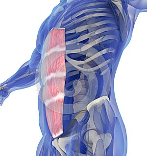 Rectus Abdominus, stomach muscles, human anatomy.