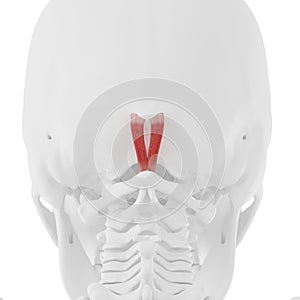 the Rectus Capitis Posterior Minor