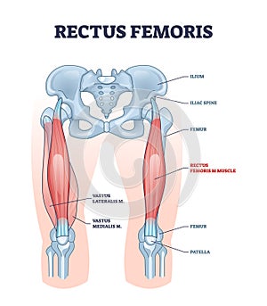 Rectus femoris muscle as one of quadriceps muscular group outline diagram