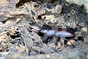 Rectus stag beetle