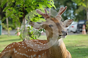 The recumbent deer on the ground