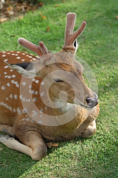 The recumbent deer on the ground