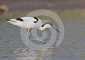 Recurvirostra avosetta photo