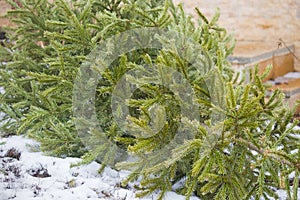 Recycle and dispose of Christmas tree