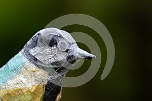 Recycled plastic and foil waste Great Tit bird sculpture.