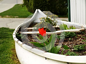 Recycled, white canoe reused as a flower garden