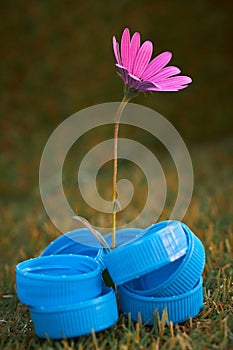 Recycling is giving a second life, a flower grows in plastic