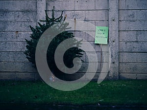 Recycling old Christmas tree