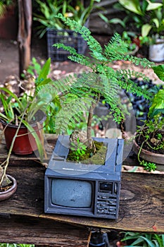 Recycling old televison into tree, Mexico photo