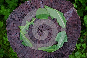 The recycling symbol made from green leaves. The symbol for recycling, circular economy, and sustainable activities