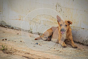 Red abandoned homeless stray dog is lying in the street. Little