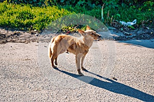 Red abandoned, homeless, stray dog is standing in the street