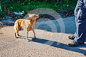 Red abandoned, homeless, stray dog is standing in the street and looking at the man