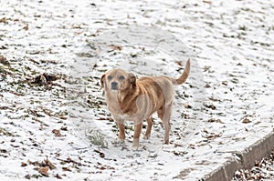 Red abandoned homeless stray dog in the street