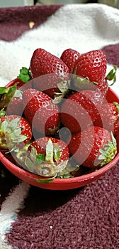 Red abd succulent strawberry looking very yummy