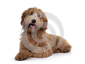 Red / abricot Australian Cobberdog on white background