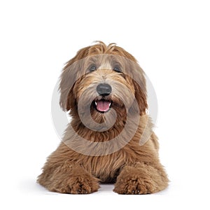 Red / abricot Australian Cobberdog on white background