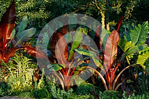 Red Abyssinian Banana Ensete Ventricosum Maurelii Planted in Public Park. Leaves of a tropical plant in the rays of the setting