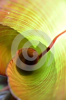 Red Abyssinian Banana Leaf Curl - abstract