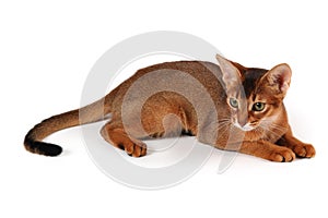 Red abyssinian cat photo