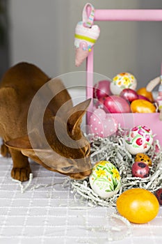 Red abyssinian cat play with colorful Easter eggs