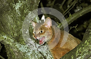 Red Abyssinian Domestic Cat, Adult standing on Tree, Meowing