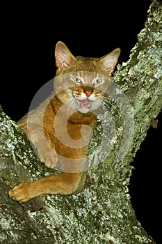 Red Abyssinian Domestic Cat, Adult standing in Tree, Meowing