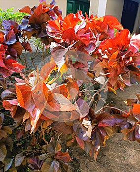 Red Acalypha (Copperleaf Jacob’s Coat)