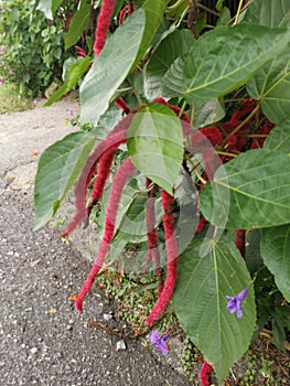 Red acalypha hispida flower houseplant