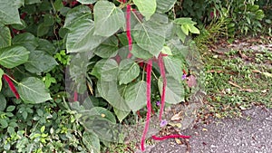 Red acalypha hispida flower houseplant