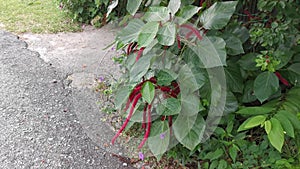 Red acalypha hispida flower houseplant