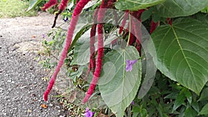 Red acalypha hispida flower houseplant