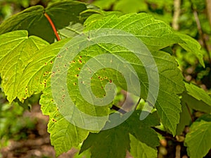 Red aceria macrorhyncha galls