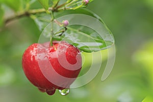 Red acerola cherry on tree