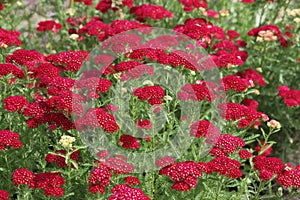 Red Achillea millefolium Pomegranate Flower