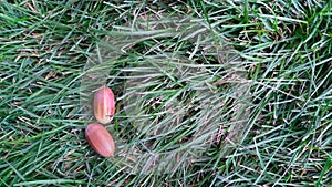 Red acorns lie on the green grass. view from above