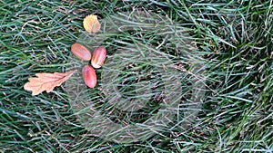 Red acorns and yellow leaves lie on the green grass. view from above