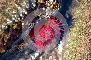 Red actinia