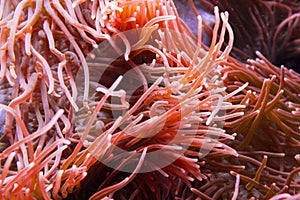 Red Actinia