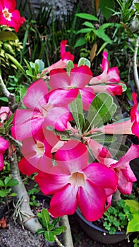 Red Adenium Flower