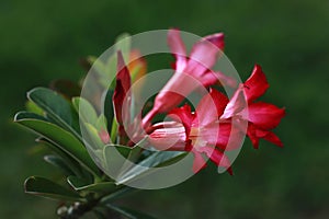 Red adenium flower and bud with green bokeh background