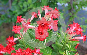 Red Adenium Obesum or Desert rose flower in the garden